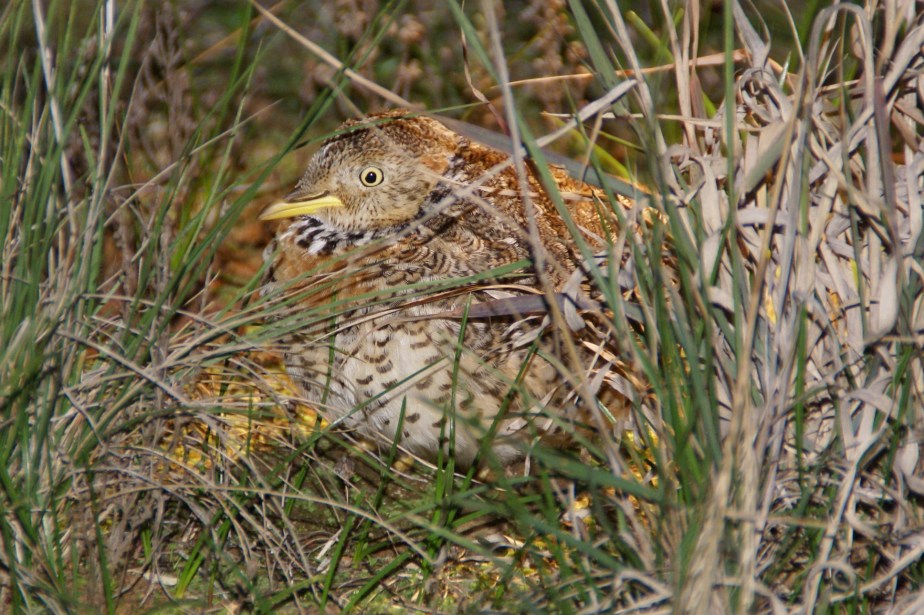 Plains Wanderer