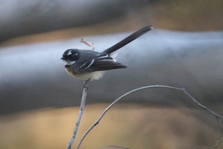 Grey Fantail