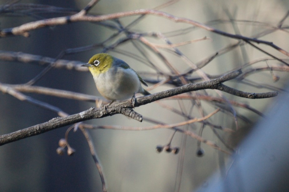 Silvereye