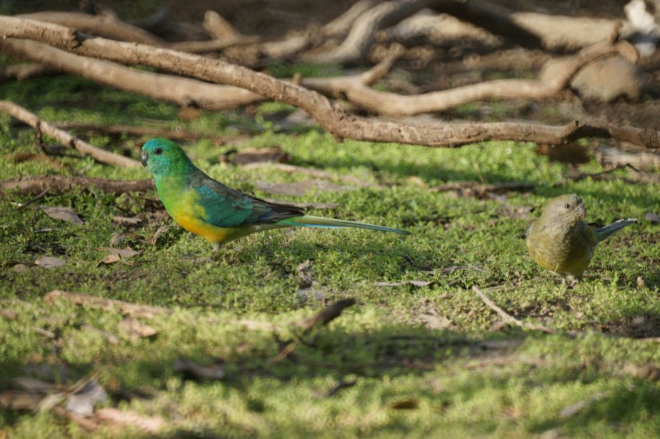 Red-rumped Parrot