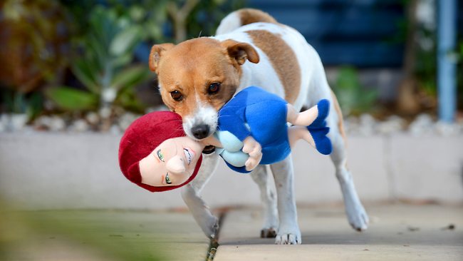 270332-droolia-gillard