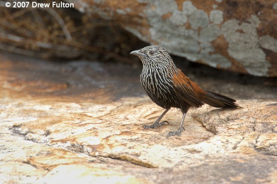 normal_black-grasswren-00002
