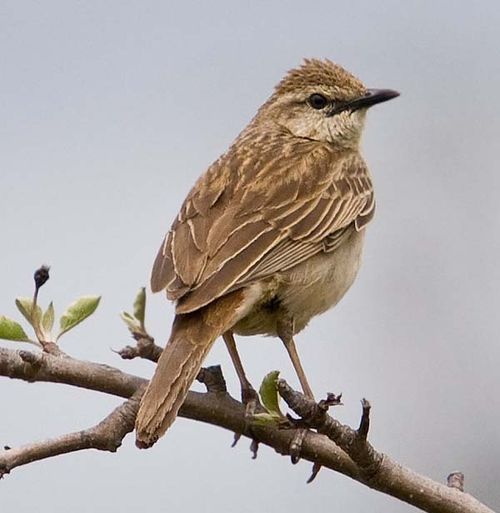 normal_Rufous-Songlark-2