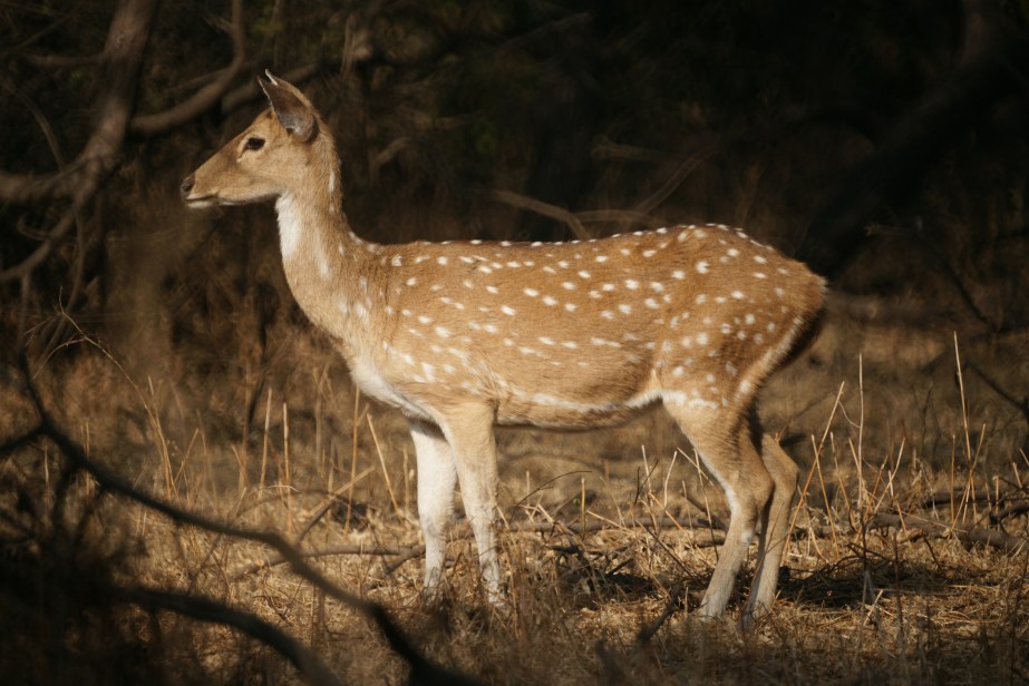 Spotted Deer
