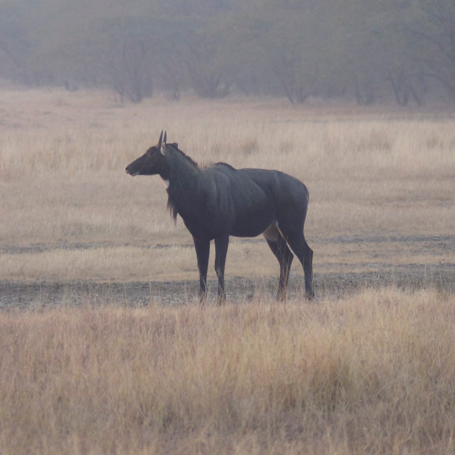 Nilgai male