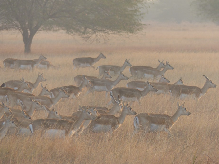 Blackbuck