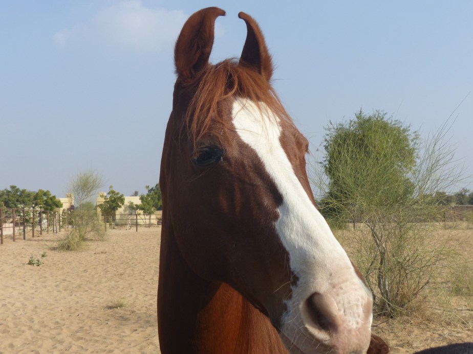 Marwari Horse.