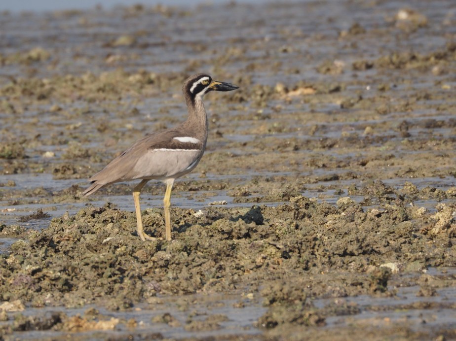 Beach Stone-curlew