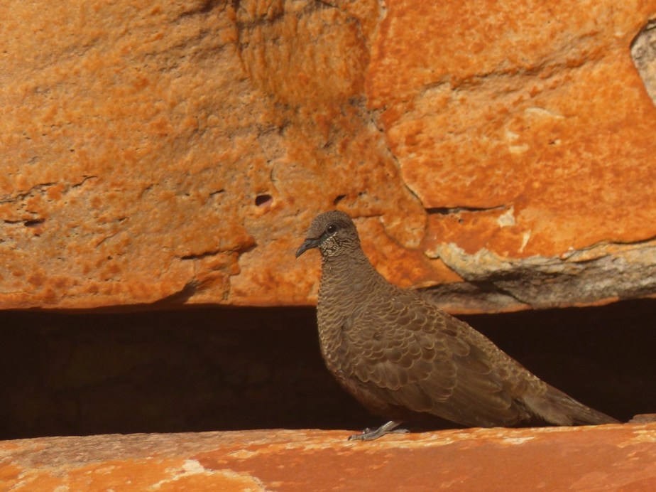 White-quilled Rock Pigeon