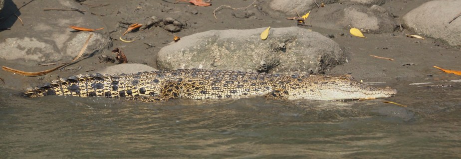 Estuearine Crocodile