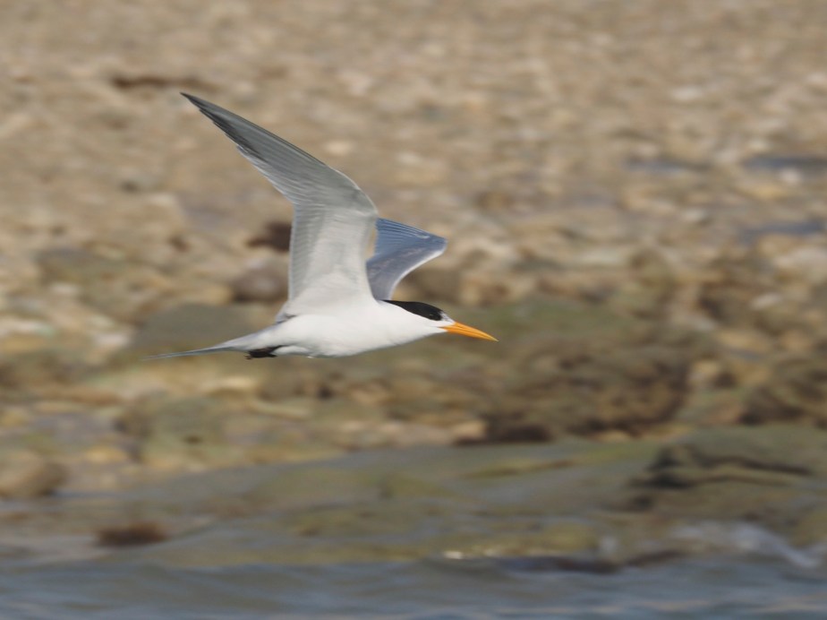 Lesser Crested Tern