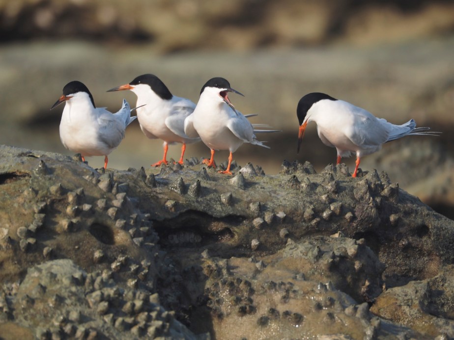 Roseate Terns