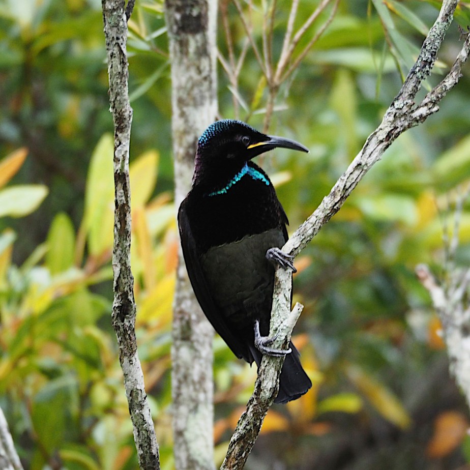 Victoria's Riflebird
