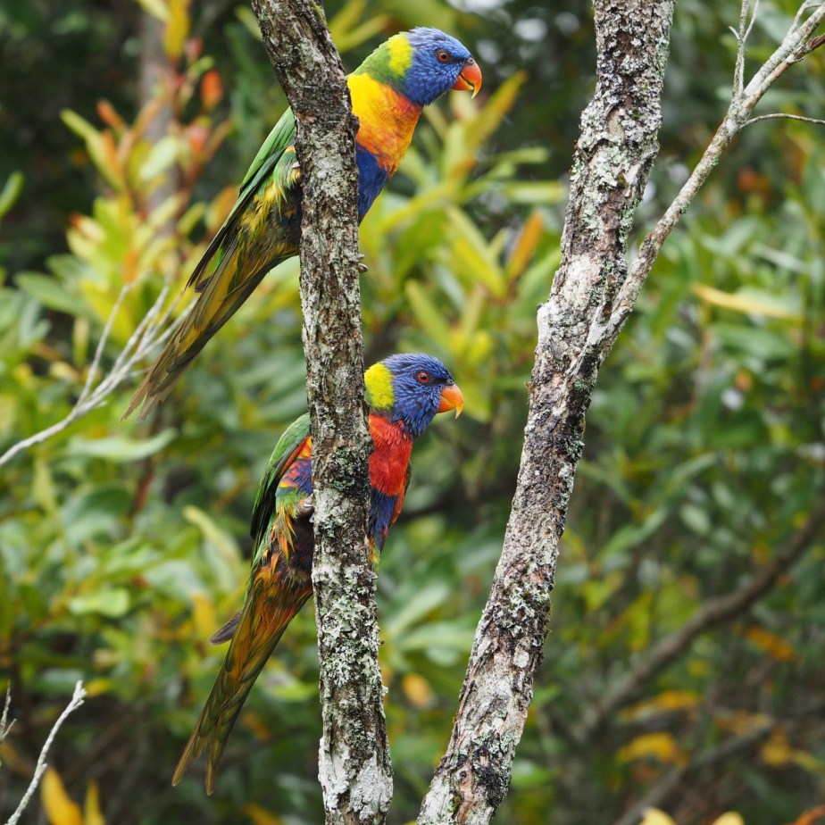 Rainbow Lorikeet