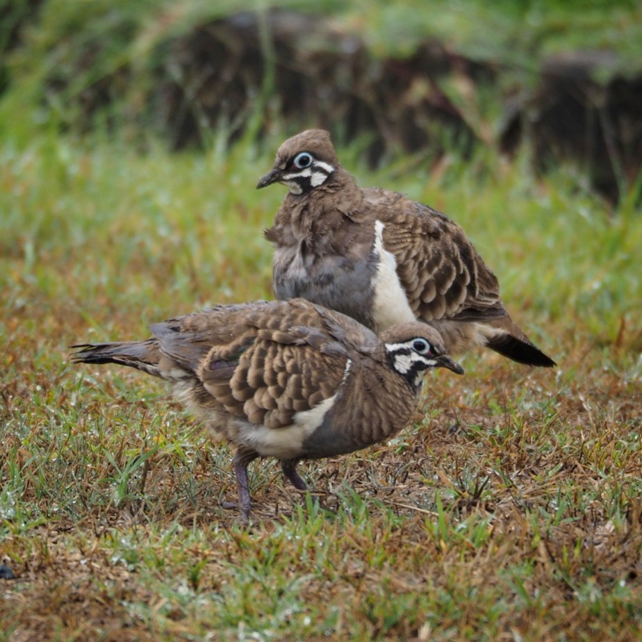 Squatter Pigeon