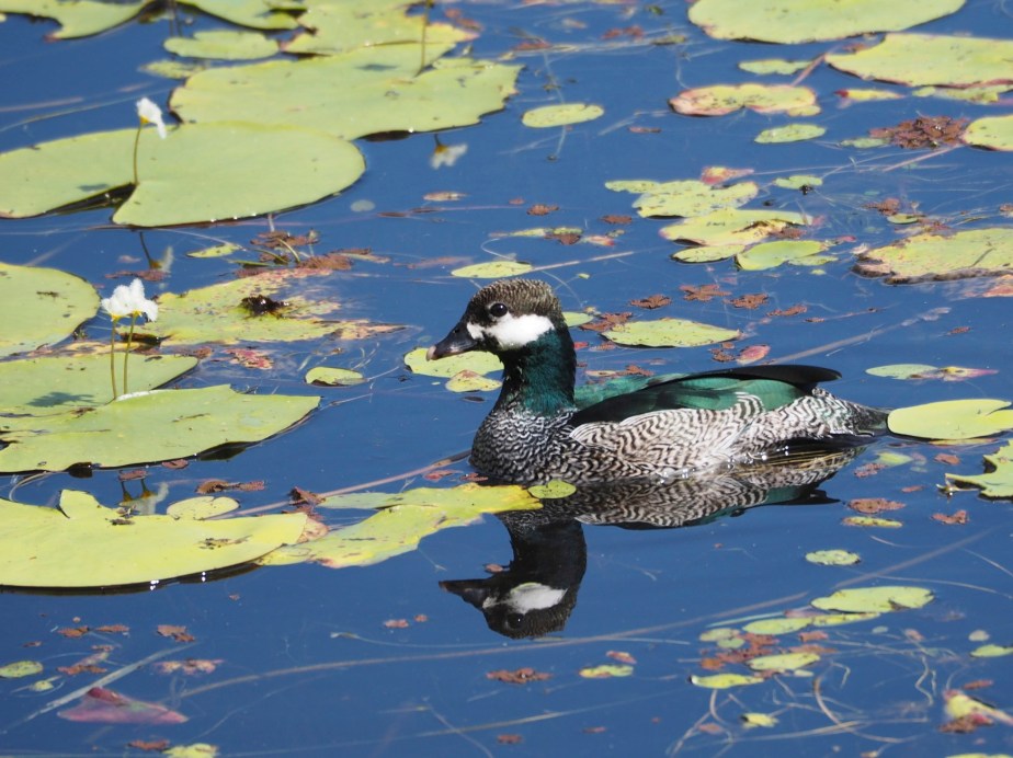 Green Pygmy Goose