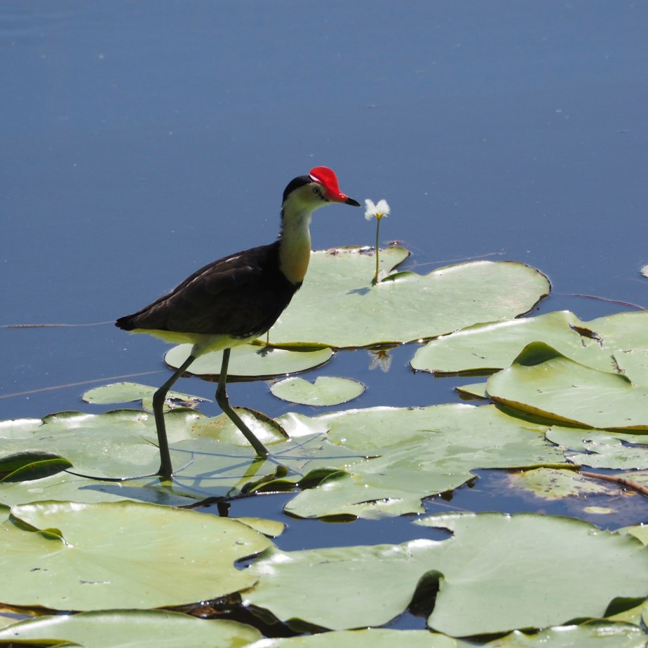 Comb-crested Jacana