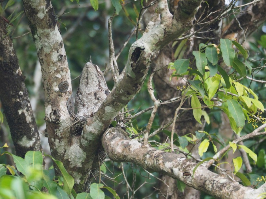  Papuan Frogmouth