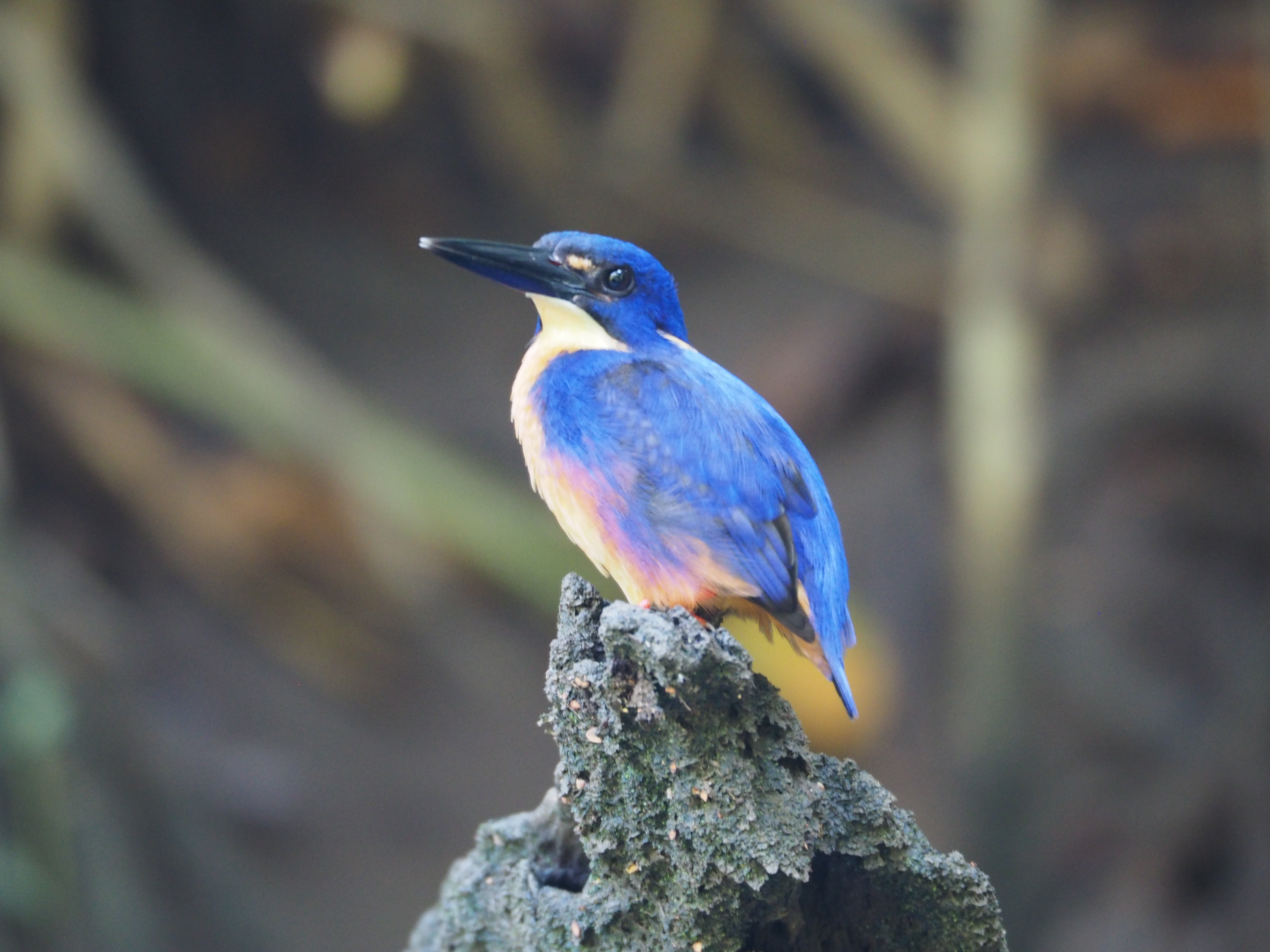 Azure Kingfisher