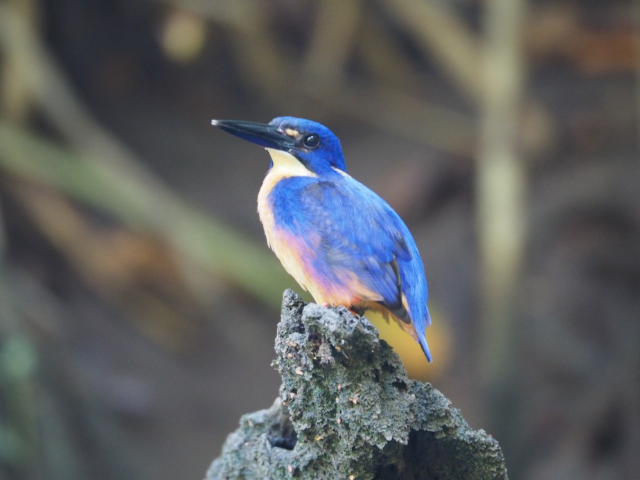 Azure Kingfisher