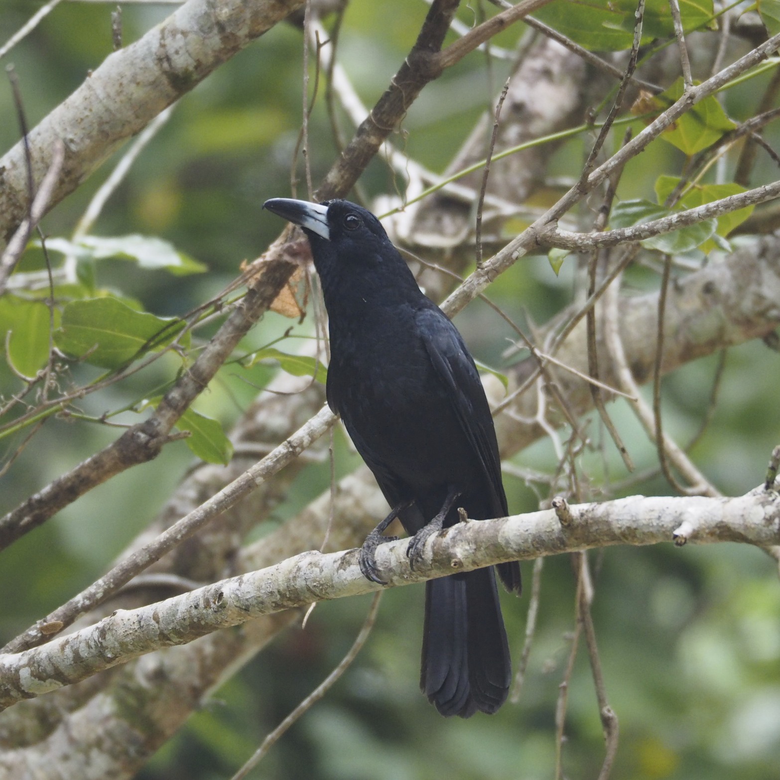 Black Butcherbird