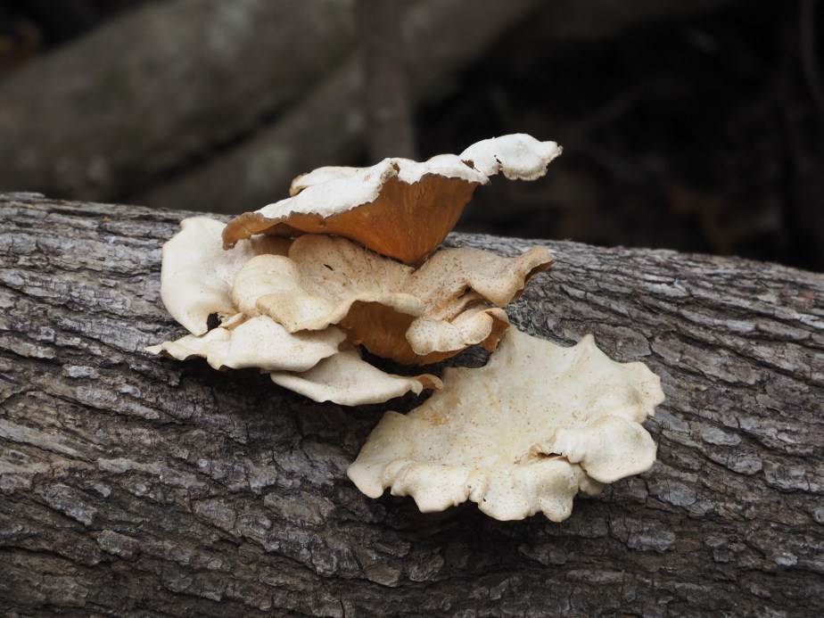 Bracket Fungus