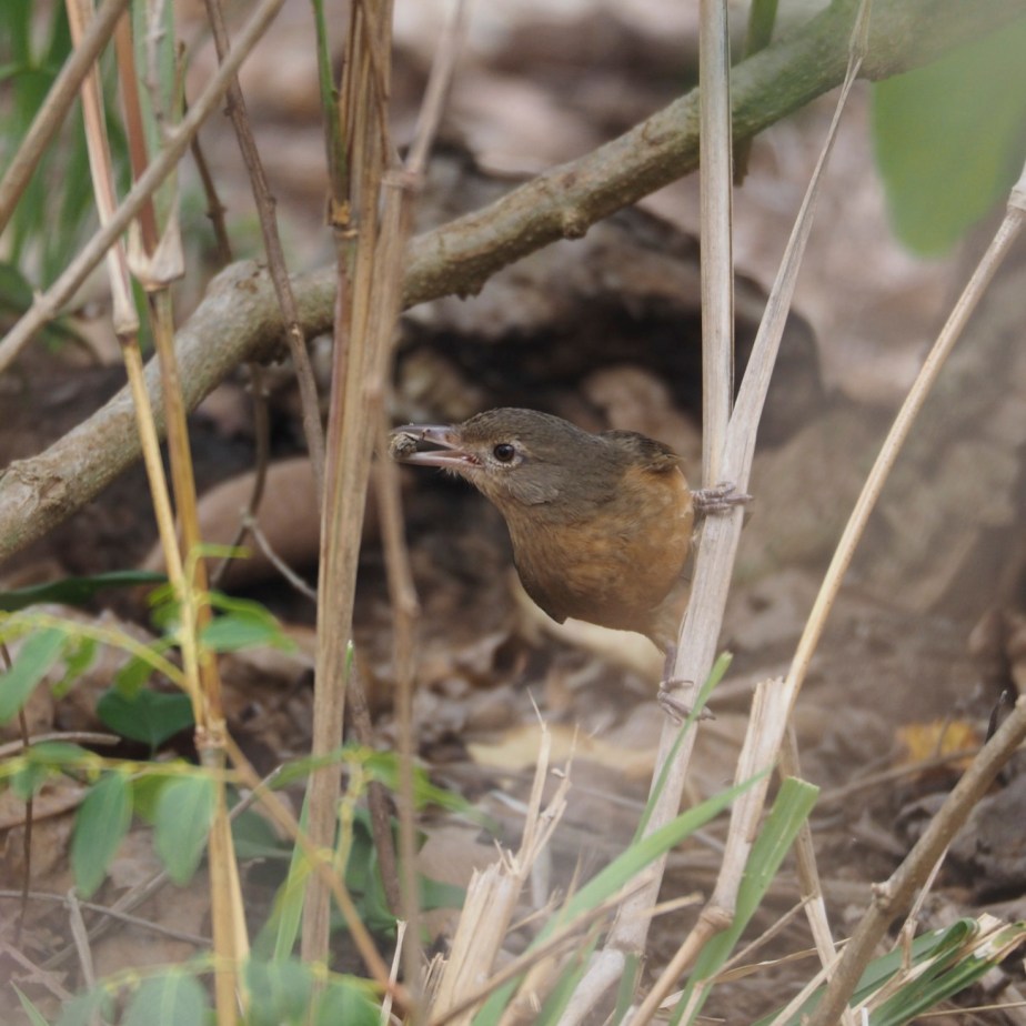 Little Shrike-thrush