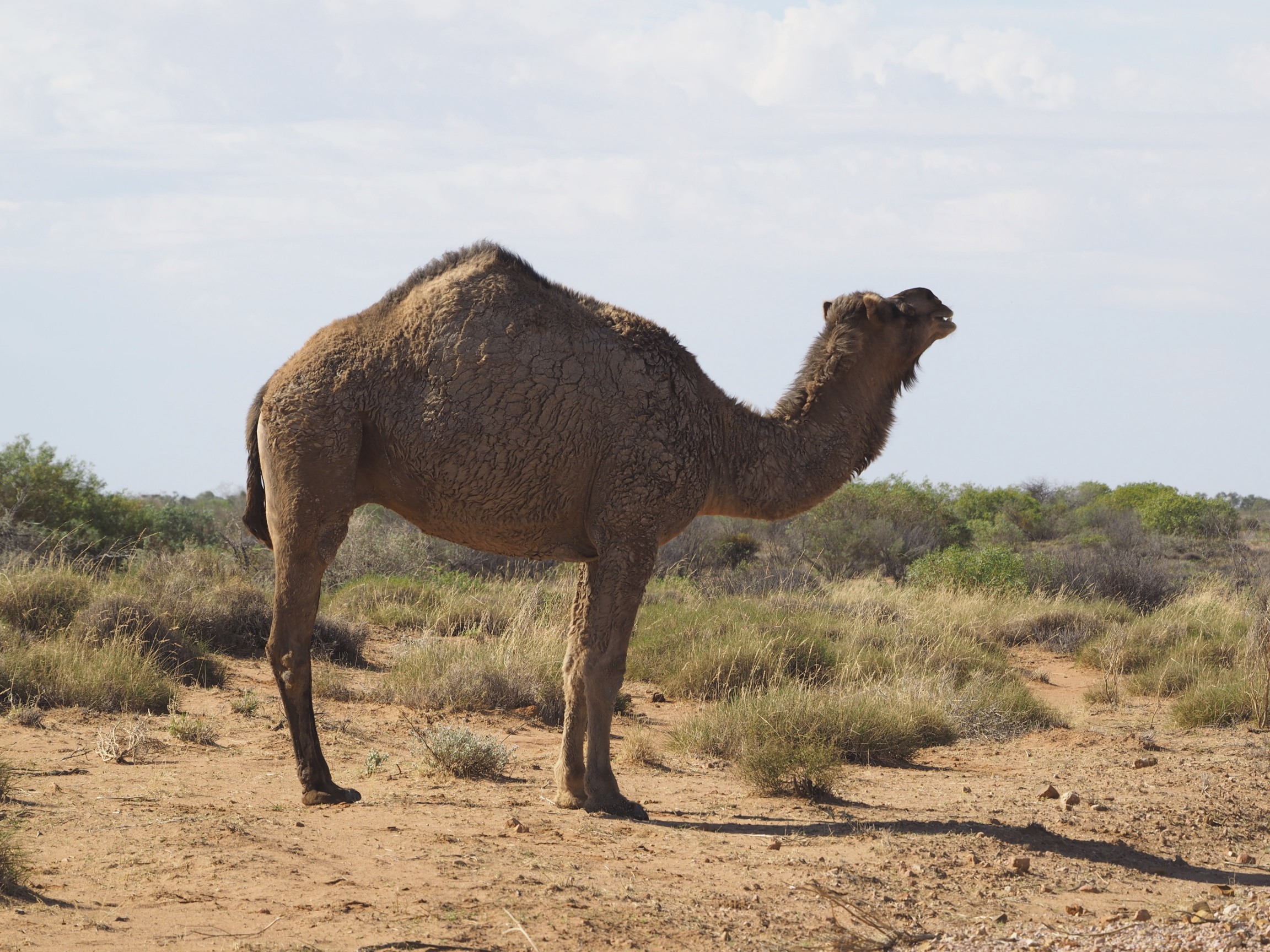 Dromedary