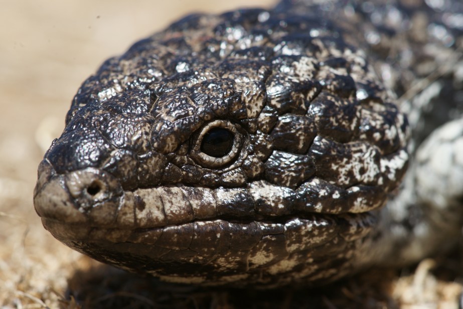 Shingleback