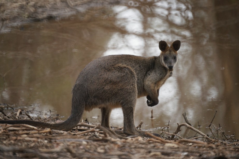 Swamp Wallaby