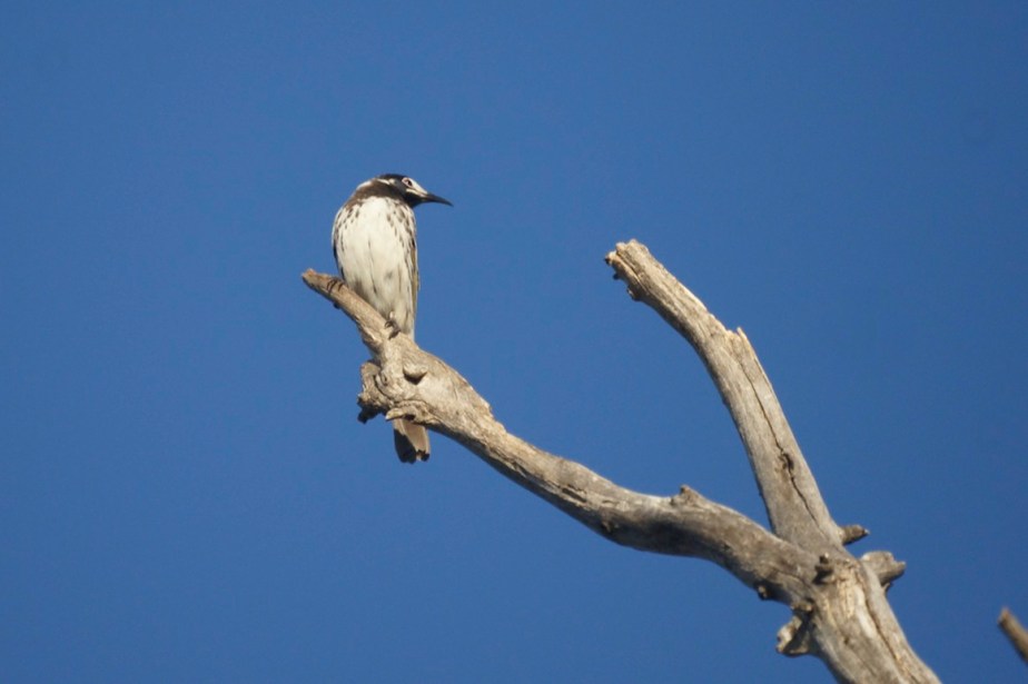 White-fronted Honeyeater