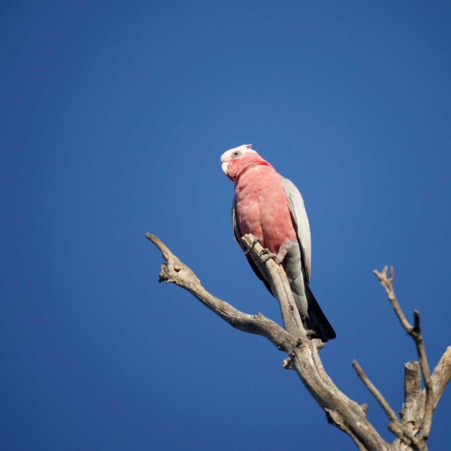 Galah