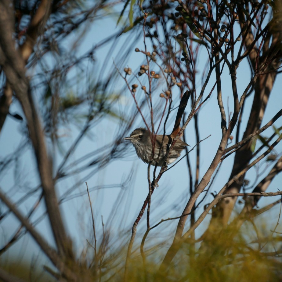 Shy Heathwren