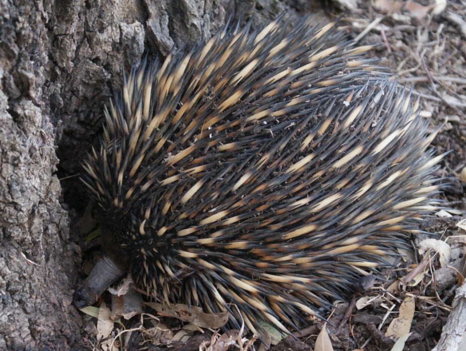 Echidna 3