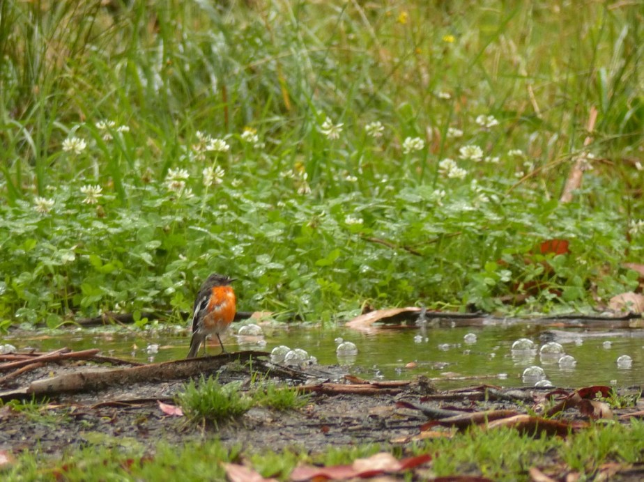 Wet Flame Robin