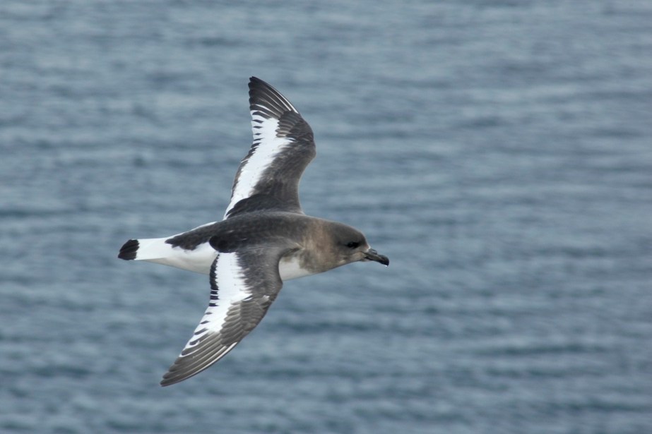 Antarctic Petrel