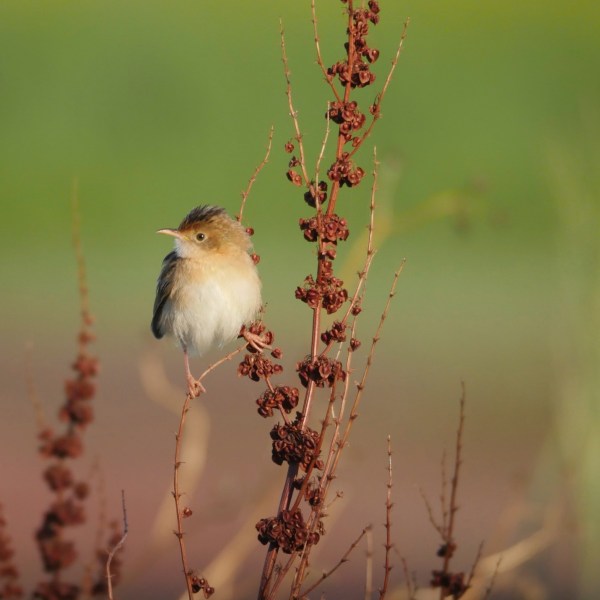 Golden-headed Cisticola