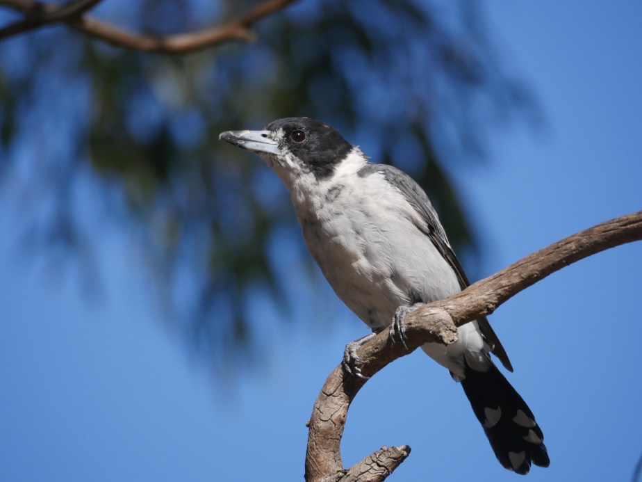 Grey Butcherbird