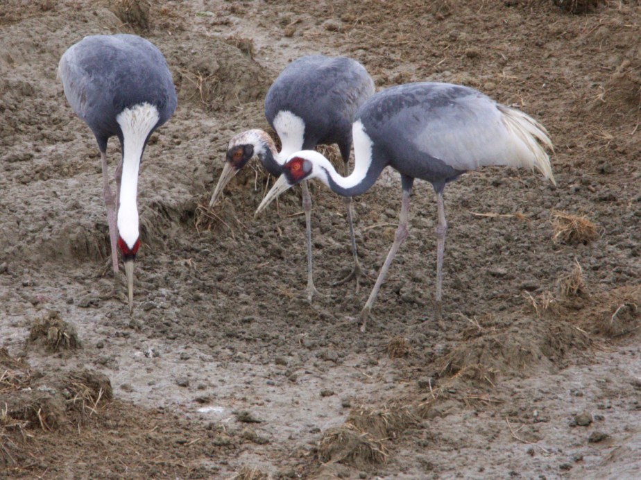 White-naped Crane