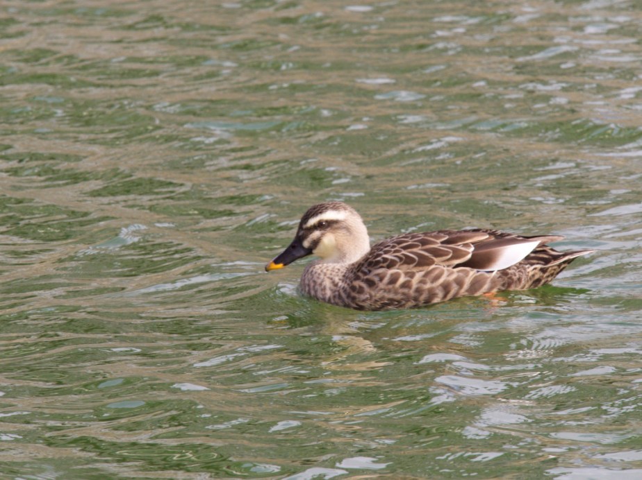 Eastern Spot-billed Duck