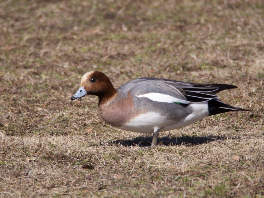 Eurasian Wigeon