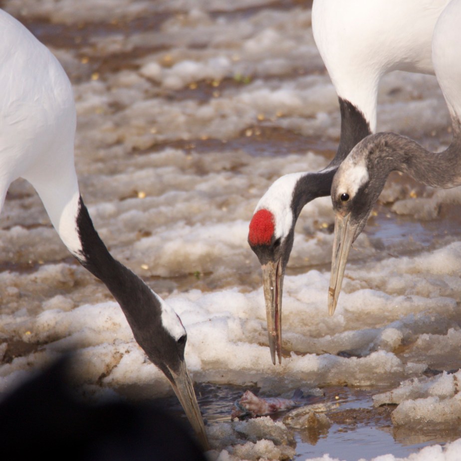 Red-crowned Crane