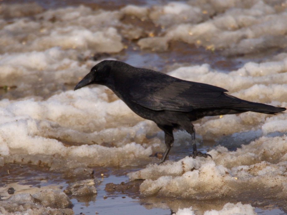Carrion Crow