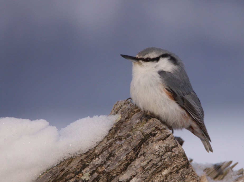 Eurasian Nuthatch