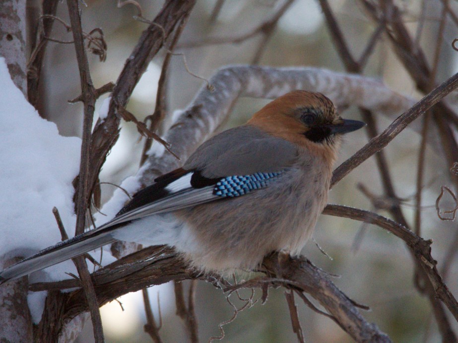 Eurasian Jay