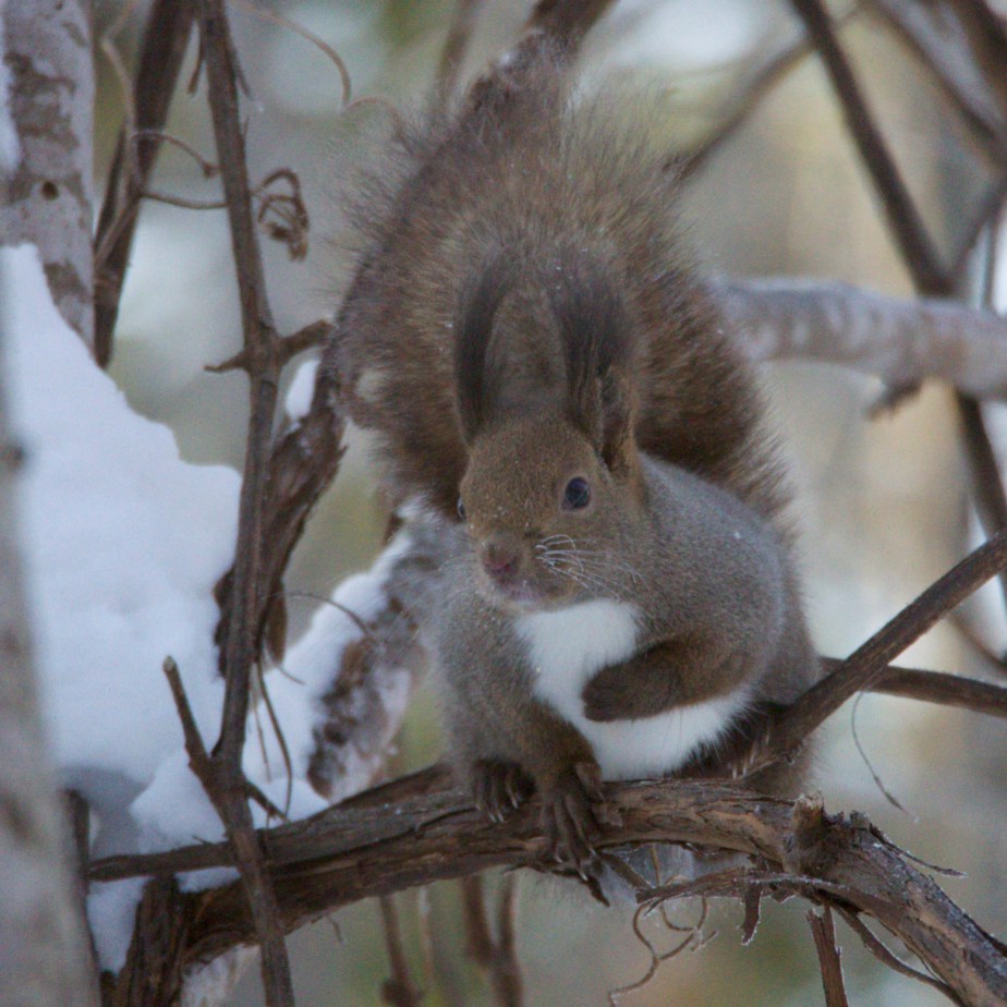Red Squirrel (Sciurus vulgaris orientis)