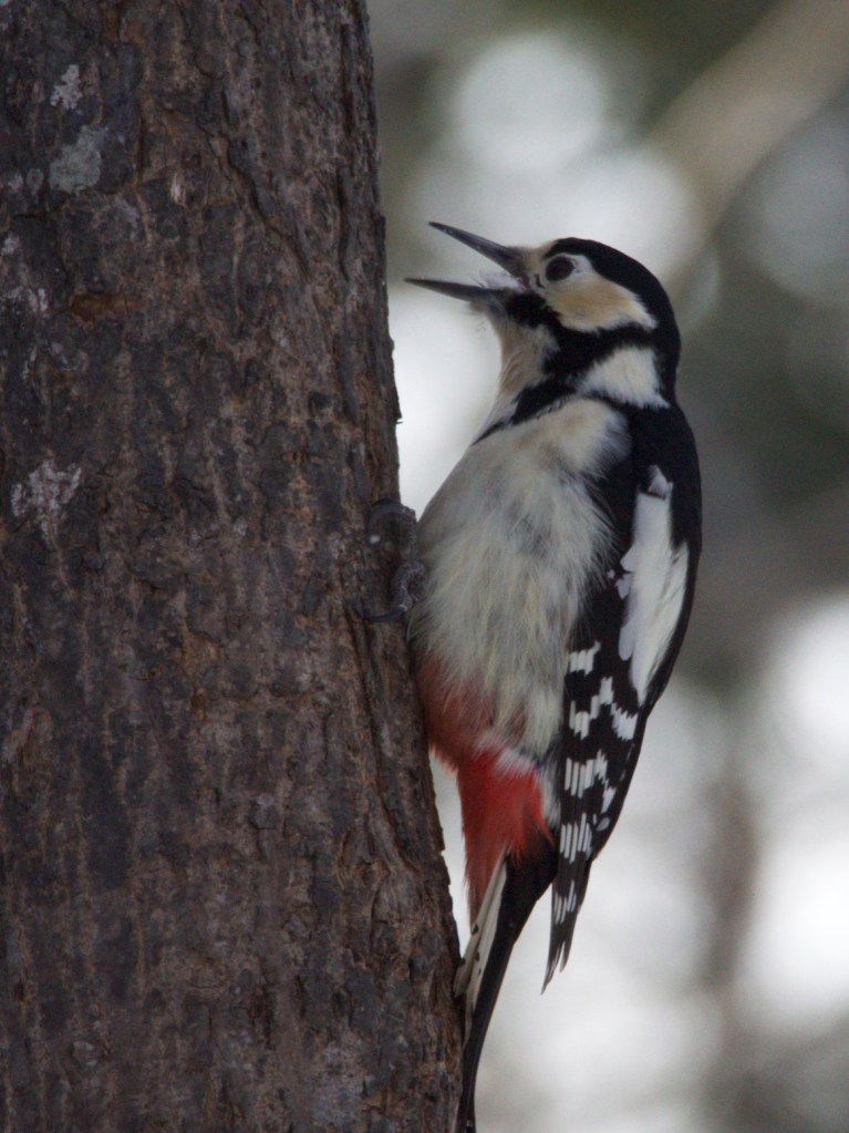 Greater Spotted Woodpecker