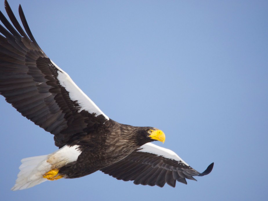 Steller's Sea Eagle