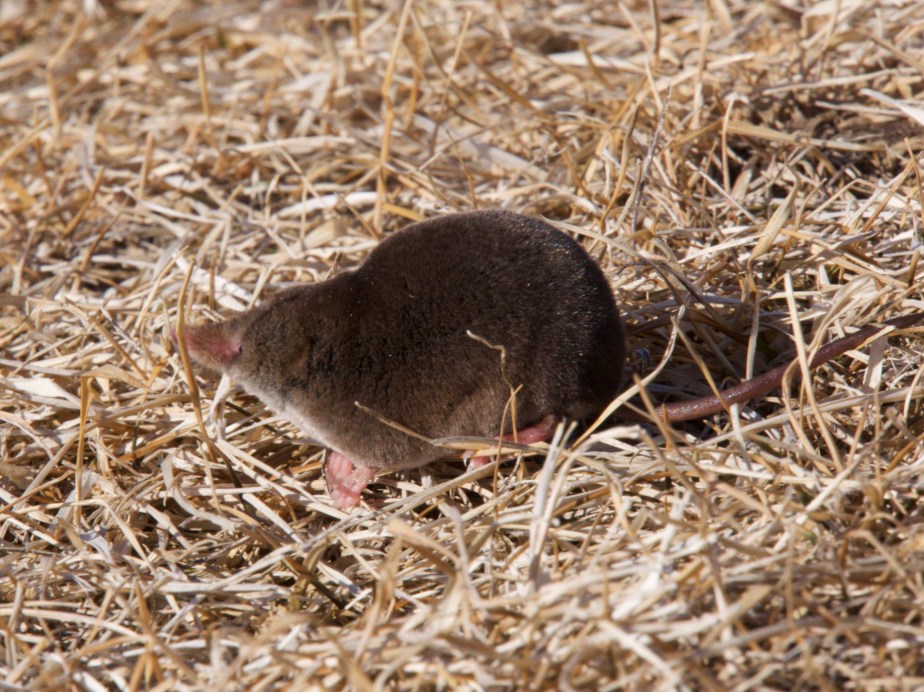 Long-clawed Shrew