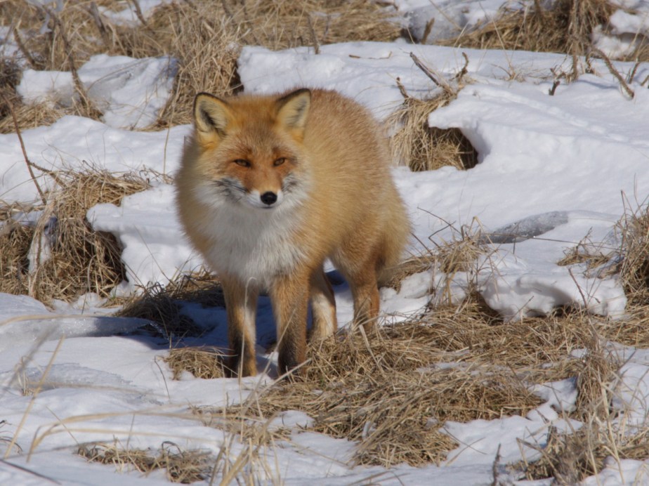 Red Fox